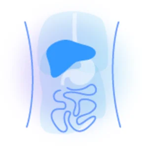 Liver