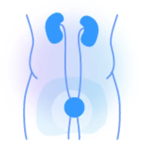 Kidneys, bladder