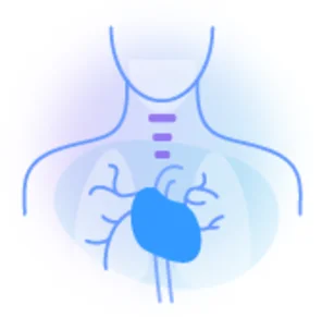 The cardiovascular system